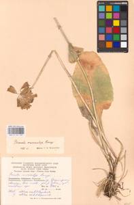 Primula veris subsp. macrocalyx (Bunge) Lüdi, Middle Asia, Dzungarian Alatau & Tarbagatai (M5) (Kazakhstan)