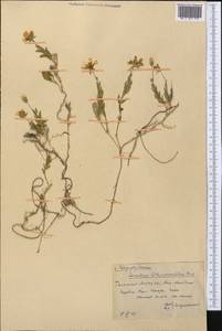 Cerastium lithospermifolium Fisch., Middle Asia, Western Tian Shan & Karatau (M3) (Kazakhstan)