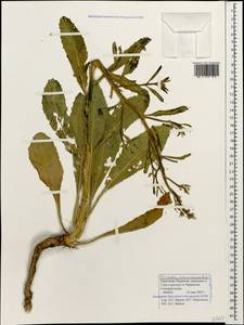 Brassica elongata subsp. integrifolia (Boiss.) Breistr., Caucasus, Stavropol Krai, Karachay-Cherkessia & Kabardino-Balkaria (K1b) (Russia)