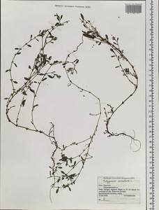 Polygonum aviculare L., Siberia, Baikal & Transbaikal region (S4) (Russia)