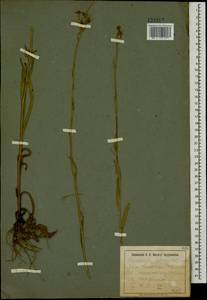 Pilosella echioides subsp. echioides, Eastern Europe, South Ukrainian region (E12) (Ukraine)