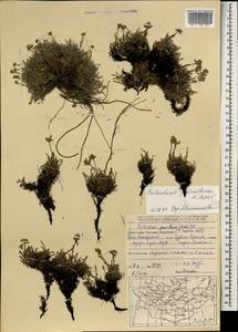 Eritrichium pauciflorum (Ledeb.) DC., Mongolia (MONG) (Mongolia)
