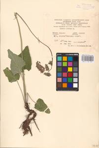 MHA 0 156 255, Salvia nutans L., Eastern Europe, Central forest-and-steppe region (E6) (Russia)