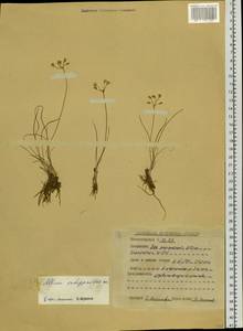 Allium vodopjanovae N.Friesen, Siberia, Altai & Sayany Mountains (S2) (Russia)