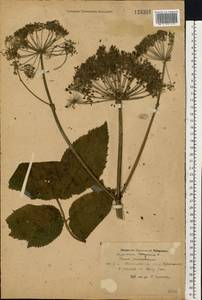 Aegopodium podagraria L., Eastern Europe, North Ukrainian region (E11) (Ukraine)