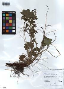 Alchemilla murbeckiana Buser, Siberia, Altai & Sayany Mountains (S2) (Russia)