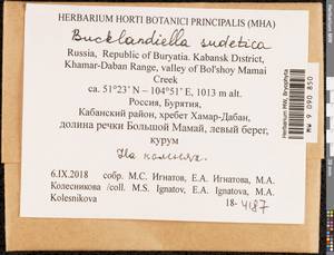 Bucklandiella sudetica (Funck) Bedn.-Ochyra & Ochyra, Bryophytes, Bryophytes - Baikal & Transbaikal regions (B18) (Russia)