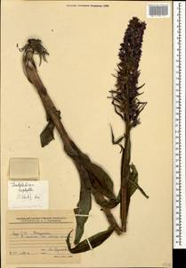 Dactylorhiza urvilleana (Steud.) H.Baumann & Künkele, Caucasus, Georgia (K4) (Georgia)