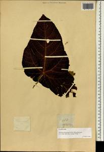 Abroma angusta (L.) L.fil., South Asia, South Asia (Asia outside ex-Soviet states and Mongolia) (ASIA) (Philippines)