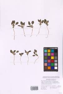 Amaranthus retroflexus L., Eastern Europe, Lower Volga region (E9) (Russia)