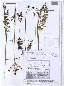 Dichoropetalum carvifolia (Vill.) Pimenov & Kljuykov, Western Europe (EUR) (Germany)