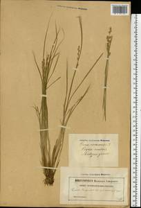 Carex canescens subsp. canescens, Eastern Europe, Latvia (E2b) (Latvia)