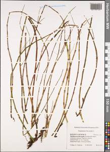 Equisetum fluviatile L., Siberia, Baikal & Transbaikal region (S4) (Russia)