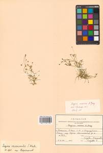 Sagina maxima subsp. crassicaulis (S. Watson) G. E. Crow, Siberia, Russian Far East (S6) (Russia)