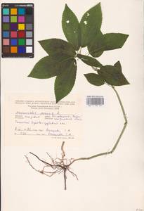 Mercurialis perennis L., Eastern Europe, Moldova (E13a) (Moldova)