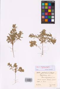 Bassia hyssopifolia (Pall.) Kuntze, Middle Asia, Caspian Ustyurt & Northern Aralia (M8) (Kazakhstan)