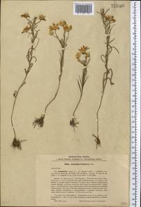 Galatella hauptii (Ledeb.) Lindl. ex DC., Middle Asia, Northern & Central Kazakhstan (M10) (Kazakhstan)