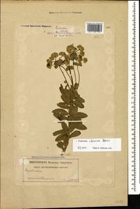 Euphorbia iberica Boiss., Caucasus, Georgia (K4) (Georgia)