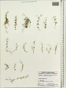 Galium uliginosum L., Siberia, Central Siberia (S3) (Russia)