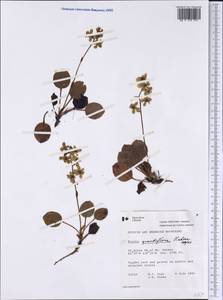 Pyrola grandiflora Radius, America (AMER) (Canada)