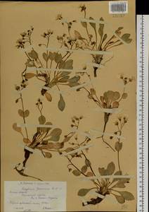 Claytonia joanneana Roem. & Schult., Siberia, Western (Kazakhstan) Altai Mountains (S2a) (Kazakhstan)