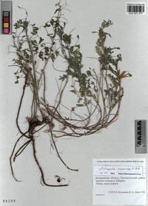 KUZ 001 475, Astragalus ceratoides M. Bieb., Siberia, Altai & Sayany Mountains (S2) (Russia)