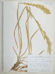 Arctopoa eminens (J.Presl) Prob., Siberia, Russian Far East (S6) (Russia)