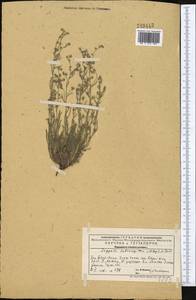 Lappula subcaespitosa Popov ex Golosk., Middle Asia, Western Tian Shan & Karatau (M3) (Kazakhstan)