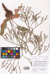 Goniolimon tataricum (L.) Boiss., Eastern Europe, Lower Volga region (E9) (Russia)