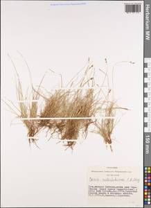 Carex parallela subsp. redowskiana (C.A.Mey.) T.V.Egorova, Siberia, Altai & Sayany Mountains (S2) (Russia)