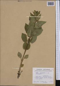 Melittis melissophyllum L., Western Europe (EUR) (Portugal)