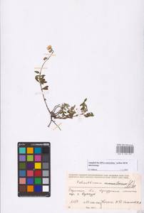 Helianthemum nummularium (L.) Mill., Eastern Europe, Eastern region (E10) (Russia)