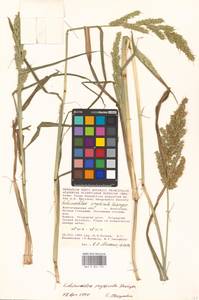 Echinochloa oryzoides (Ard.) Fritsch, Eastern Europe, Lower Volga region (E9) (Russia)