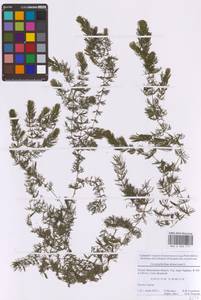 Ceratophyllum demersum L., Eastern Europe, Moscow region (E4a) (Russia)