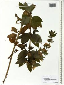 Lysimachia punctata L., Eastern Europe, Moscow region (E4a) (Russia)