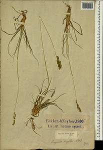 Eragrostis capensis (Thunb.) Trin., Africa (AFR) (South Africa)
