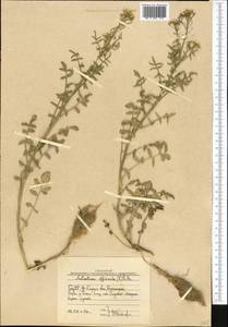 Nasturtium officinale W.T. Aiton, Middle Asia, Western Tian Shan & Karatau (M3) (Uzbekistan)