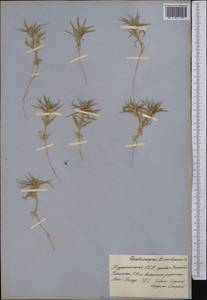 Ceratocarpus arenarius L., Middle Asia, Kopet Dag, Badkhyz, Small & Great Balkhan (M1) (Turkmenistan)