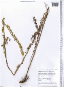 Lepidolopsis turkestanica (Regel & Schmalh.) Poljakov, Middle Asia, Western Tian Shan & Karatau (M3) (Kyrgyzstan)