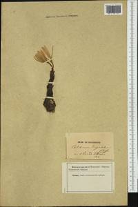 Colchicum lingulatum Boiss. & Spruner, Western Europe (EUR) (Not classified)