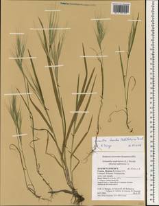 Bromus diandrus Roth, South Asia, South Asia (Asia outside ex-Soviet states and Mongolia) (ASIA) (Cyprus)