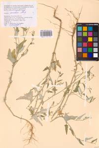 Atriplex aucheri Moq., Eastern Europe, Lower Volga region (E9) (Russia)