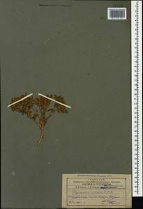Saponaria viscosa C. A. Mey., Caucasus, Azerbaijan (K6) (Azerbaijan)