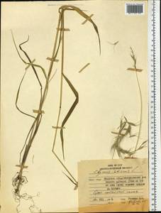 Elymus sibiricus L., Siberia, Russian Far East (S6) (Russia)