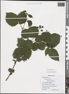 Rubus nessensis Hall, Eastern Europe, North-Western region (E2) (Russia)