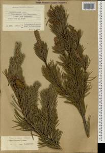 Pinus sylvestris var. hamata Steven, Caucasus, Stavropol Krai, Karachay-Cherkessia & Kabardino-Balkaria (K1b) (Russia)