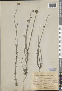 Jasione montana L., Eastern Europe, Central forest region (E5) (Russia)
