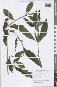 Potamogeton lucens L., Eastern Europe, Central forest-and-steppe region (E6) (Russia)