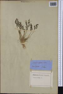 Agrostis rupestris All., Western Europe (EUR) (Switzerland)