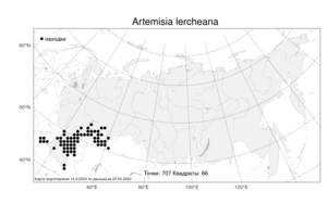 Artemisia lercheana Weber ex Stechm., Atlas of the Russian Flora (FLORUS) (Russia)